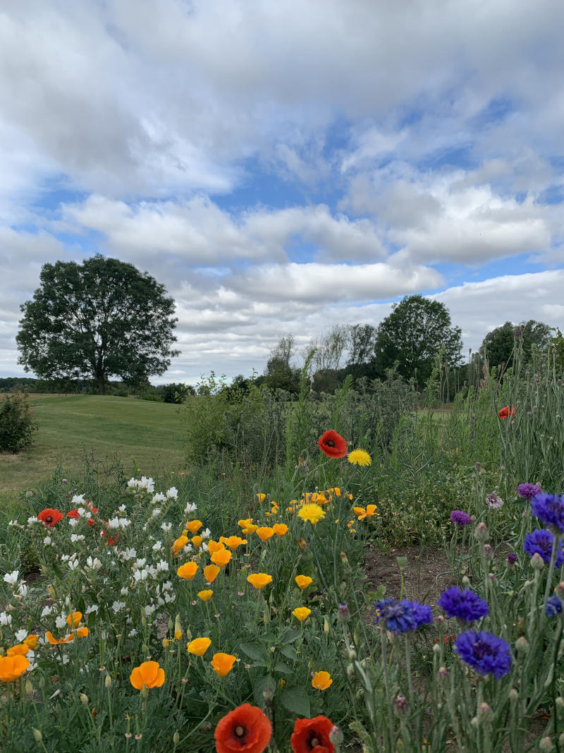 Bienenpatenschaften