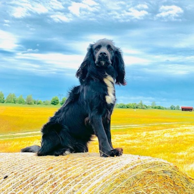 Arthur der Golfhund